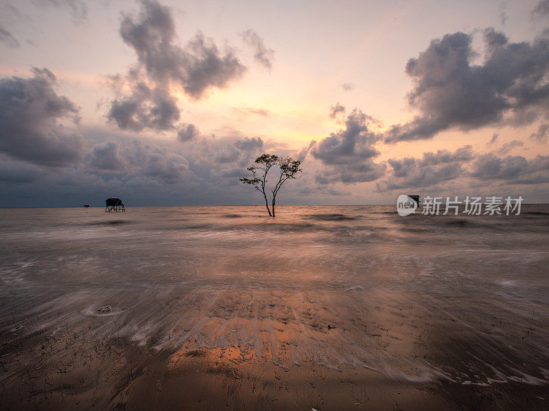 在天江省Tan Thanh的冲积海中，海浪拍打着沙滩和孤独的软木树的景观